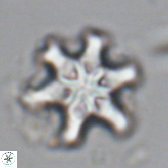 Discoaster sanmiguelensis VR 18548
