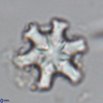 Discoaster sanmiguelensis VR 18549