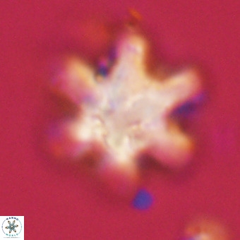Discoaster sanmiguelensis VR 18541