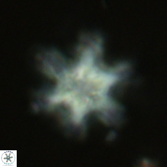 Discoaster sanmiguelensis VR 18542