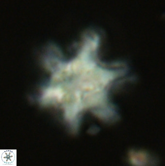 Discoaster sanmiguelensis VR 18543