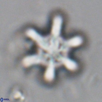 Discoaster sanmiguelensis VR 18550