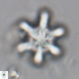 Discoaster sanmiguelensis VR 18550
