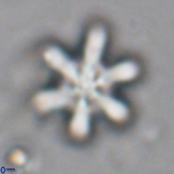 Discoaster sanmiguelensis VR 18551