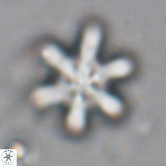 Discoaster sanmiguelensis VR 18551