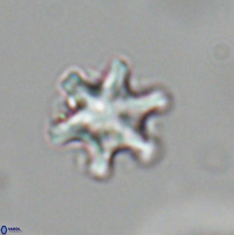 Discoaster sanmiguelensis 28509