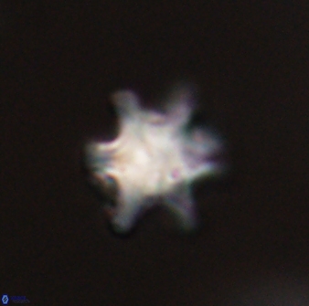 Discoaster sanmiguelensis 28514