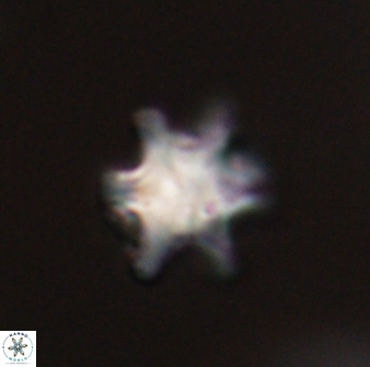 Discoaster sanmiguelensis 28514