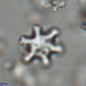 Discoaster sanmiguelensis 28516