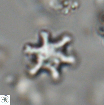 Discoaster sanmiguelensis 28516
