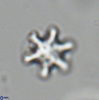 Discoaster sanmiguelensis 28510