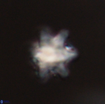 Discoaster sanmiguelensis 28513