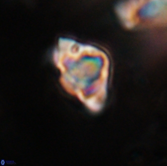 Discoaster sanmiguelensis 28524