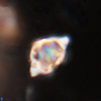 Discoaster sanmiguelensis 28527