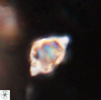 Discoaster sanmiguelensis 28527