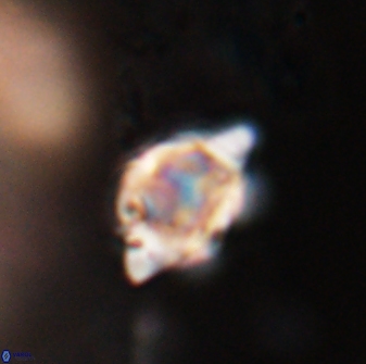 Discoaster sanmiguelensis 28528