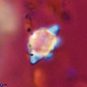 Discoaster sanmiguelensis 28529