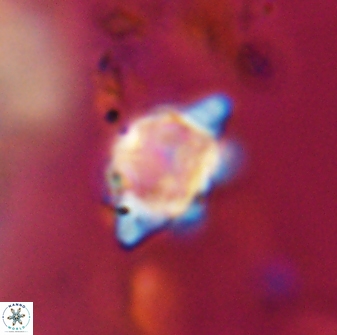 Discoaster sanmiguelensis 28529
