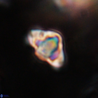 Discoaster sanmiguelensis 28523