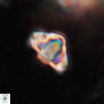 Discoaster sanmiguelensis 28523