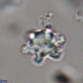 Discoaster sanmiguelensis 28532