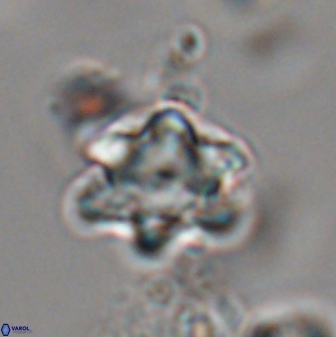 Discoaster sanmiguelensis 28545