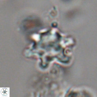 Discoaster sanmiguelensis 28546