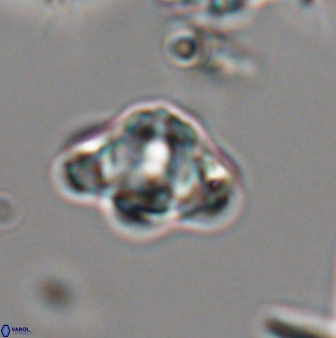 Discoaster sanmiguelensis 28547