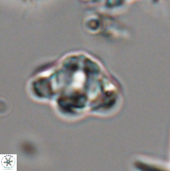 Discoaster sanmiguelensis 28547