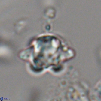 Discoaster sanmiguelensis 28541