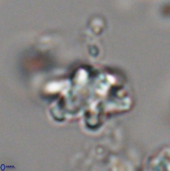 Discoaster sanmiguelensis 28543