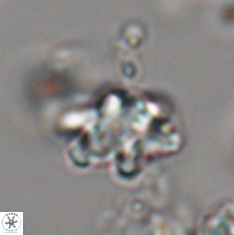 Discoaster sanmiguelensis 28543