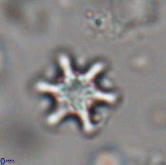 Discoaster sanmiguelensis 28554