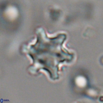 Discoaster sanmiguelensis 28556