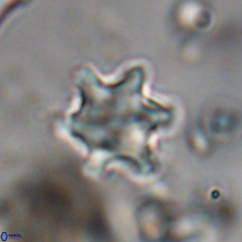 Discoaster sanmiguelensis 28557