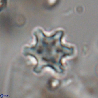 Discoaster sanmiguelensis 28559