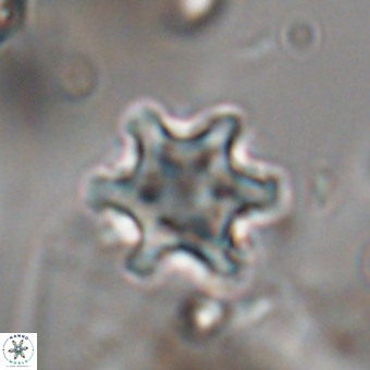 Discoaster sanmiguelensis 28559