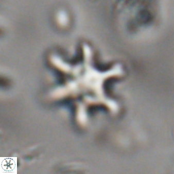 Discoaster sanmiguelensis 28551