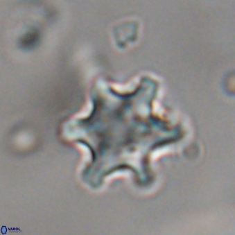 Discoaster sanmiguelensis 28552