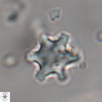 Discoaster sanmiguelensis 28552
