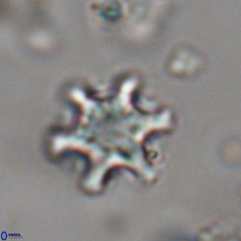 Discoaster sanmiguelensis 28553