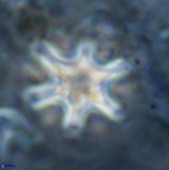 Discoaster sanmiguelensis 32224