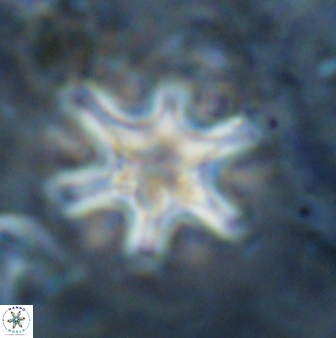 Discoaster sanmiguelensis 32224