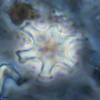 Discoaster sanmiguelensis 32229