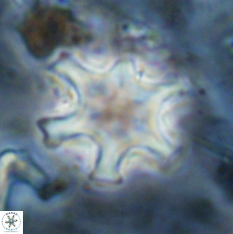 Discoaster sanmiguelensis 32229