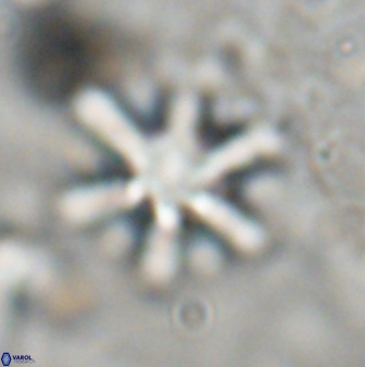 Discoaster sanmiguelensis 32221