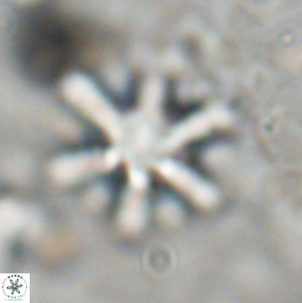 Discoaster sanmiguelensis 32221