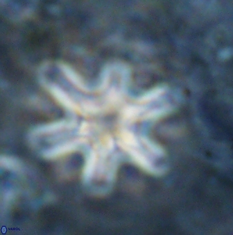 Discoaster sanmiguelensis 32222