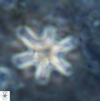Discoaster sanmiguelensis 32222