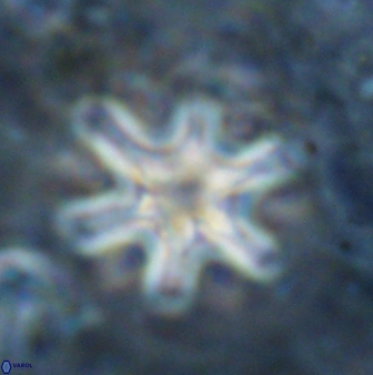 Discoaster sanmiguelensis 32223